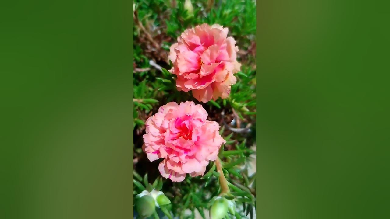 Flowers grow back, even after they are stepped on. So will I.” — Unknown YouTube