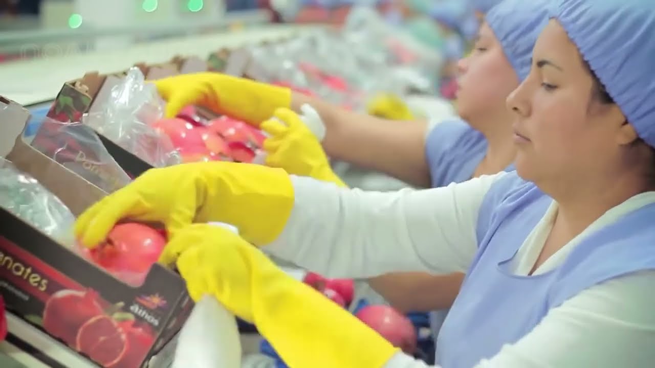 Müthiş Tarım Teknolojisi: Nar Yetiştirme - Nar Çiftliği ve Hasat