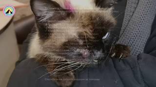 У этой кошки такой недуг, что мурашки по коже Но мы попытаемся ей помочь we help the cat У этой кошки такой недуг, что мурашки по коже Но мы попытаемся ей помочь we help the cat