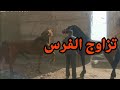 تزاوج الفرس العربية البربرية