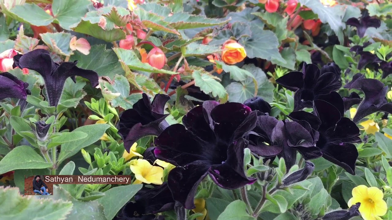 Black beautiful flowers - YouTube