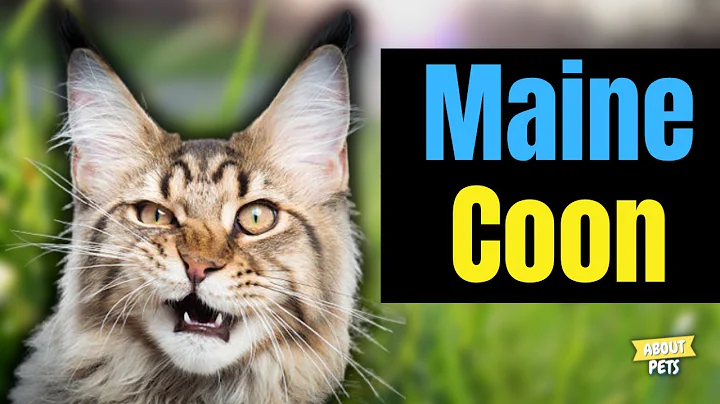 Watch the video about 10 Curious Facts About Maine Coons