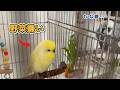 【今日もインコが笑わせてくる】野菜を差し入れしたらこうなりましたw