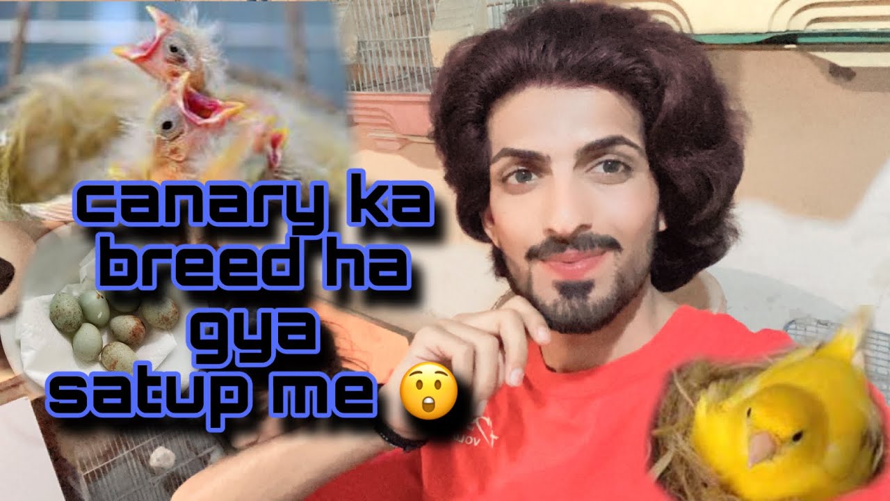 mera satup me canary k breed ha gya )wao 😘Good news deha canary ne am ko