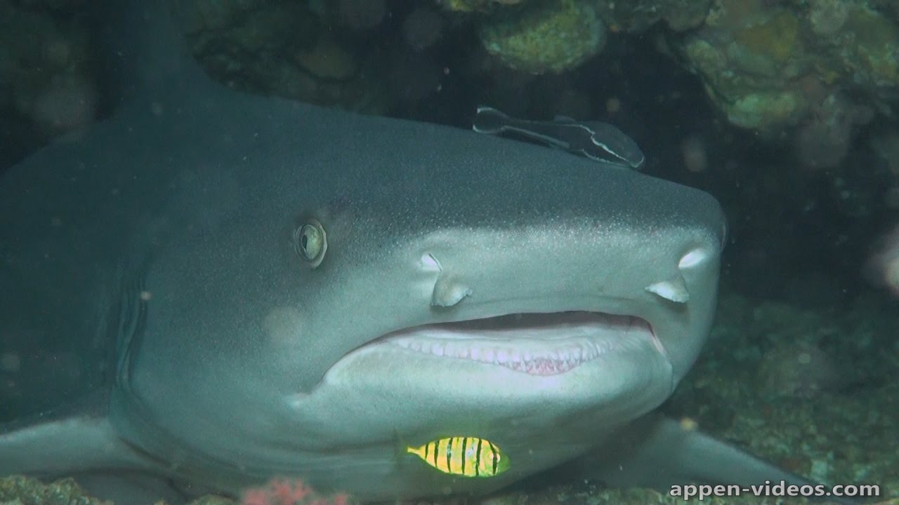Diving Gato Island, Philippines