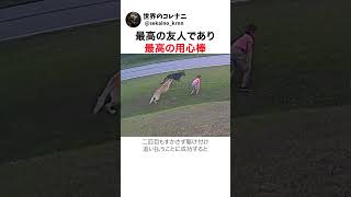 最高の友人であり最高の用心棒