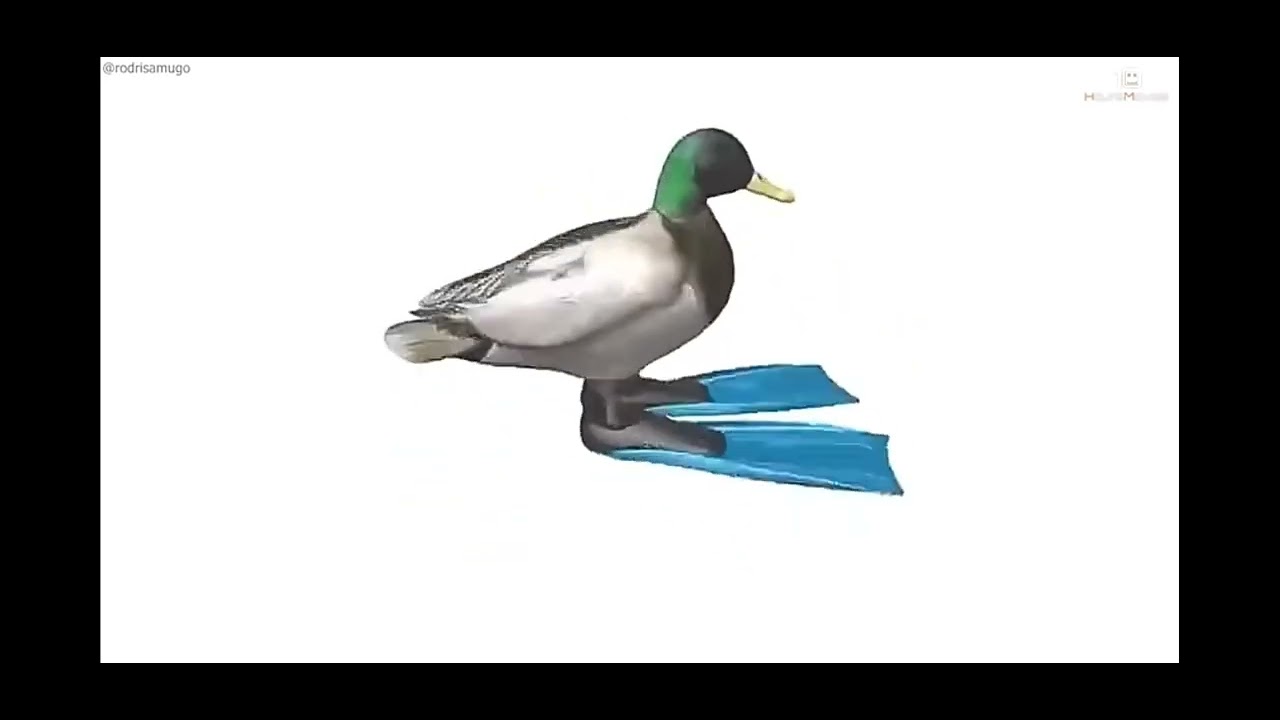 Duck Spinning to Geometry dash song