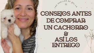 Consejos antes de comprar un cachorro  Así los entrego #bichonmaltes #crianzarespetuosa