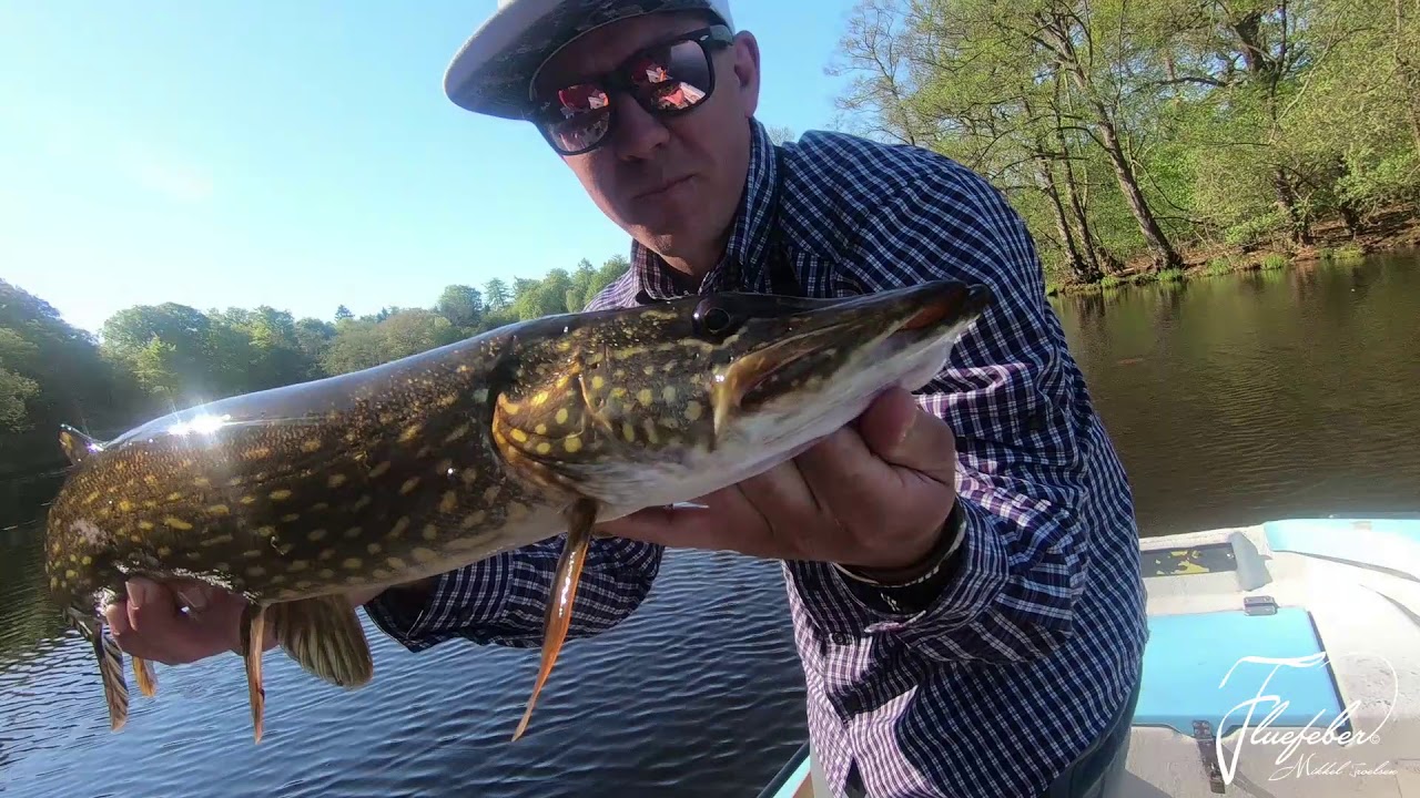 Maj Gedder på flue i  St.Donse dam (Mikkel & Martin på tur)