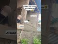 Arawan Versus Pakyawan Construction Carpenter Reels Shorts Shortsvideo