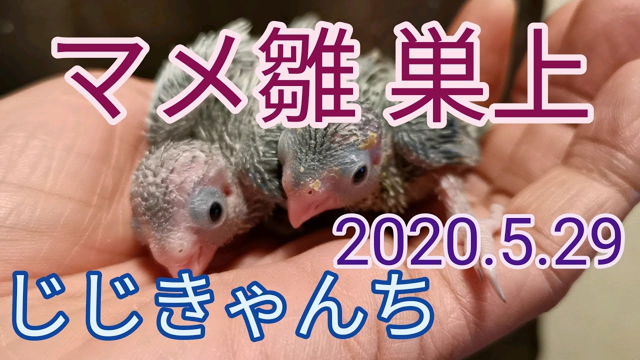 マメ雛巣上始まりました🐣