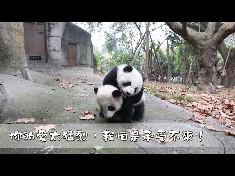 《熊貓早晚安》你的愛太猛烈，我怕是承受不來！| iPanda