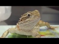 CAP 149. VETERINARIO DE REPTILES. Pogona con distocia preovulatoria. Estasis folicular