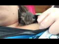 Mainecoon kitten tries to nurse on shoulder and makes biscuits