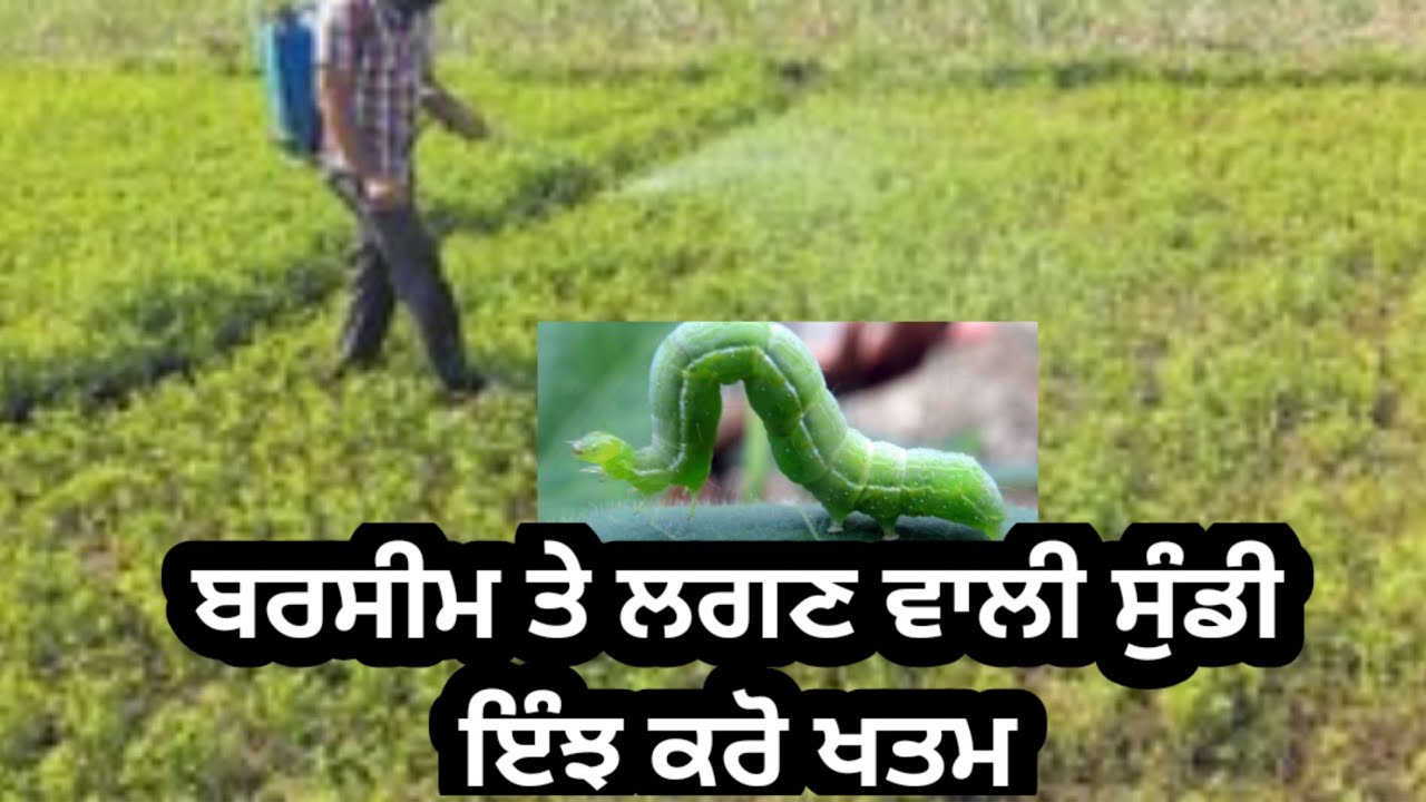 ਬਰਸੀਨ ਤੇ ਲਗਣ ਵਾਲੀ ਸੁੰਡੀ ਦਾ ਇਸ ਤਰਾਂ ਕਰੋ ਸਫਾਇਆ। ਜ਼ਯਾਦਾ ਜ਼ਹਿਰੀਲੀਆਂ ਦਵਾਈਆਂ ਨਾ ਛਿੜਕੋ ਕਿਸੇ ਦੇ ਕਹੇ ਕਹਾਏ