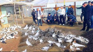 Соревнования голубей. 1 Участник г Невинномысск. Голуби Гегама. Pigeons of Geghama.