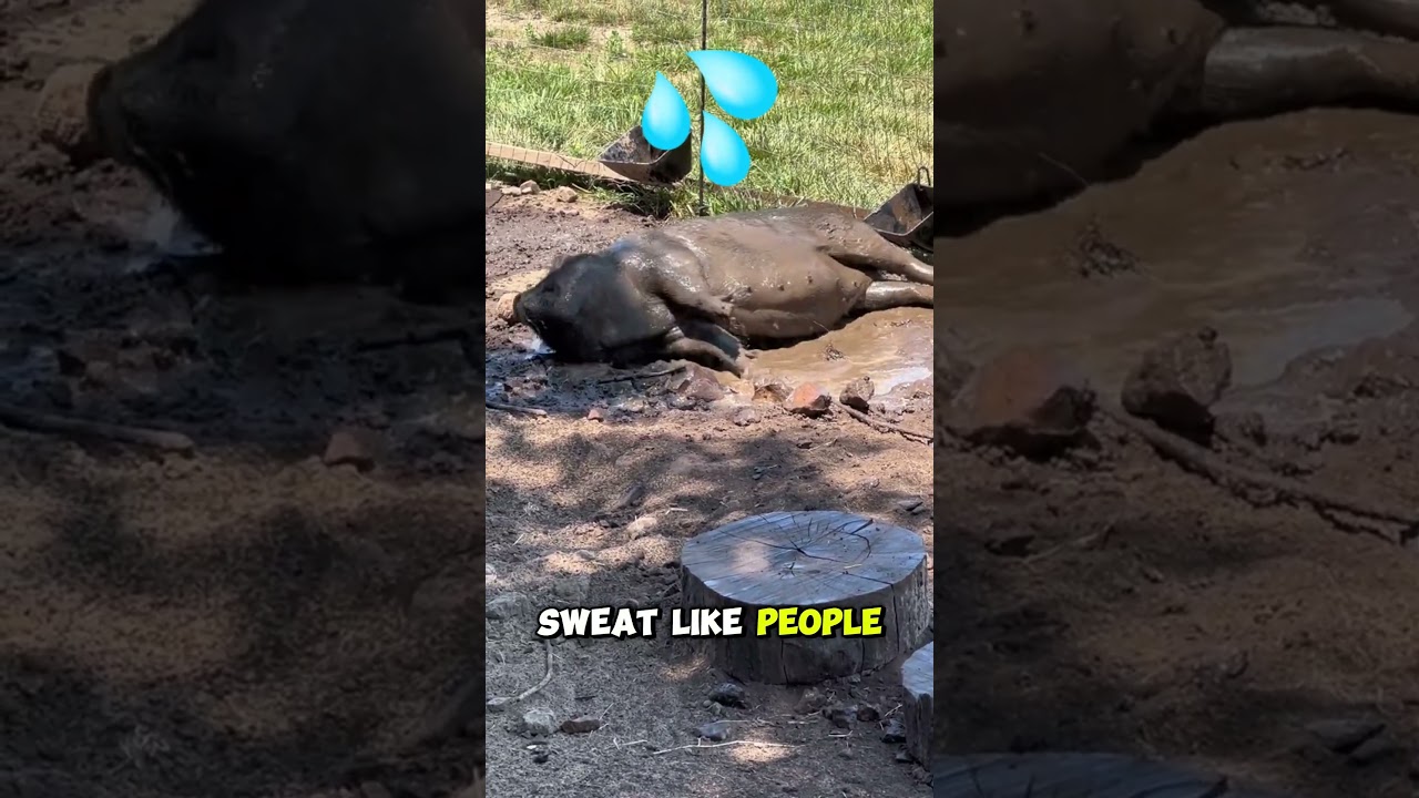 Why pigs roll on the mud?