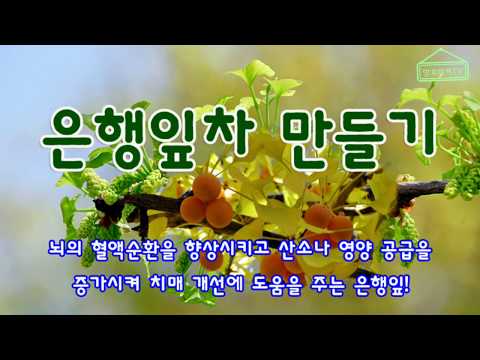 은행잎차 만들기 (알레르기성 천식 치료 효과 등 면역력이 있는 은행잎) 은행잎차 만들기 (알레르기성 천식 치료 효과 등 면역력이 있는 은행잎)