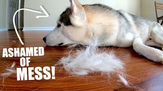 How Much Do Huskies REALLY Shed?