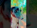 doges gesh Bhai ka rutba#shot #bideo #rost #funny #comedy 😅😅😅😅