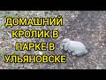 Ульяновск 2019 год кролик в парке Прибрежный