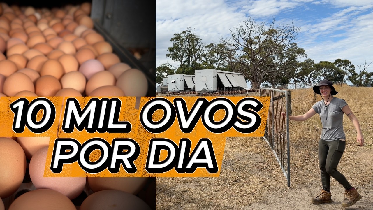 UM DIA DE TRABALHO EM UMA FAZENDA NA AUSTRÁLIA - (ROTINA + SALÁRIO)