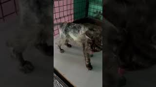 Progress Update on Phoebe STORY BELOW