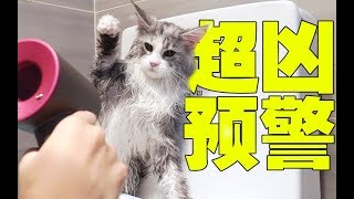 缅因猫到新家后第一次洗澡吹风机惨遭殴打小乖猫发飙啦