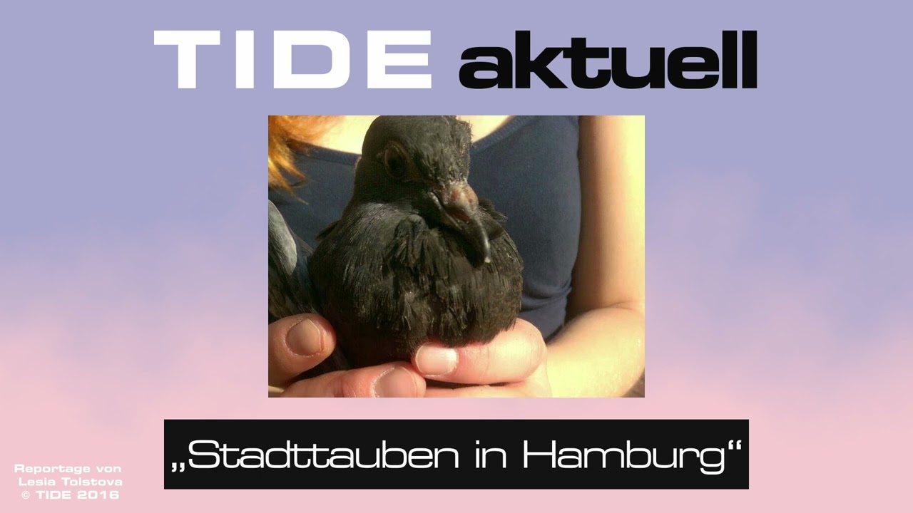 TIDE.aktuell "Die Ausgesetzten - Stadttauben in Hamburg"