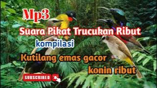 Suara trucukan ribut kompilasi kutilang emas kolibri || mp3 untuk pikat Ampuh