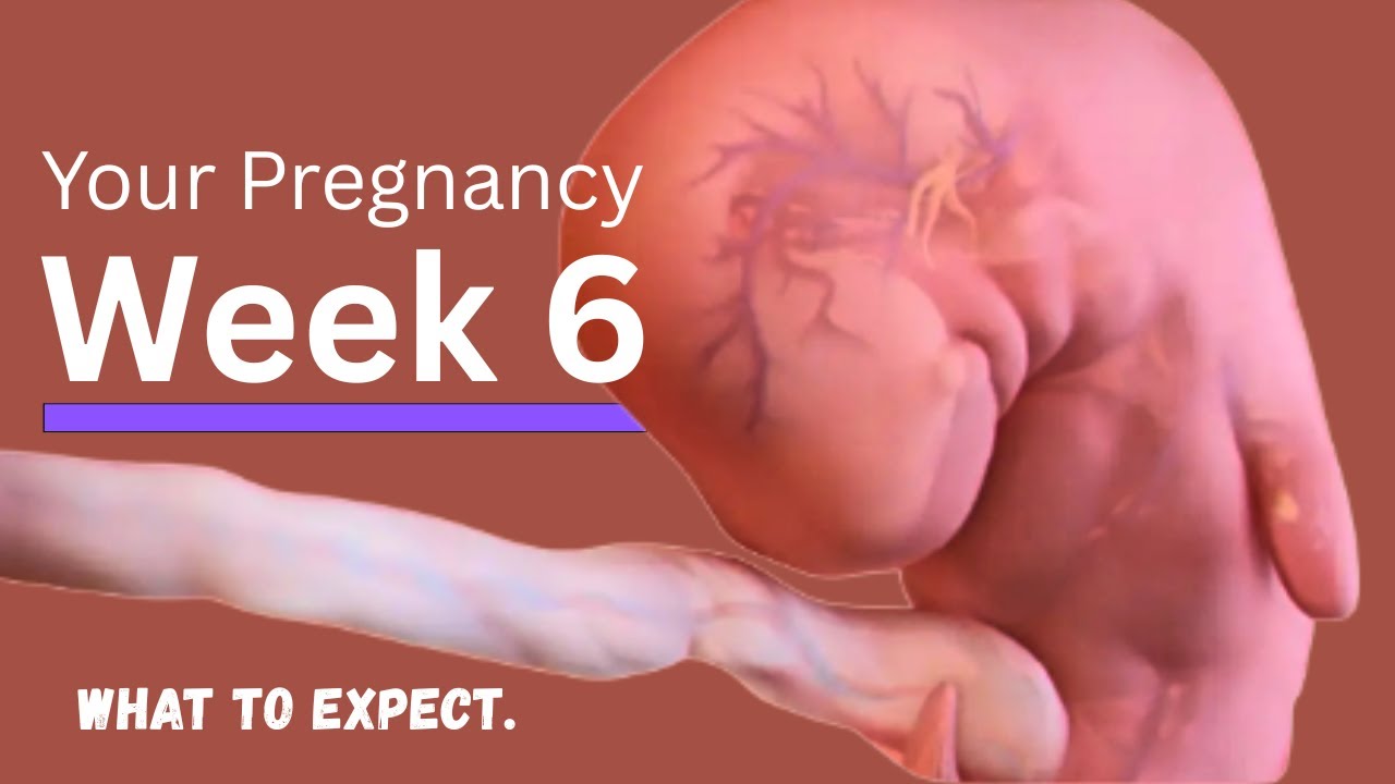 What Is Happening At 11 Weeks Pregnant