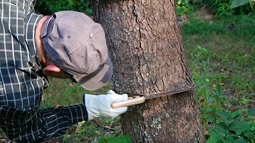 ¿Hasta dónde se puede cortar un árbol sin matarlo?