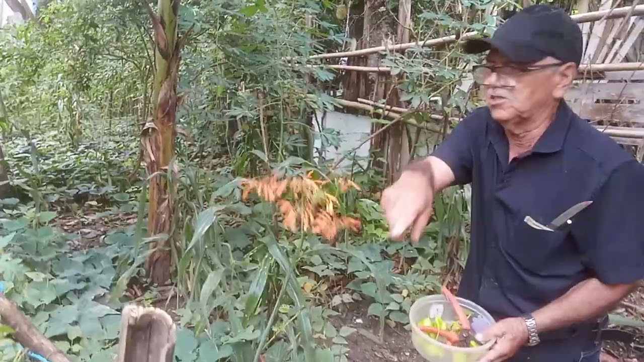 Colhendo as pimentas da horta.