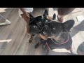 French Bulldog Second Heat | How Male French Bulldog Reacted | 1 Year Old vs 3 Year old