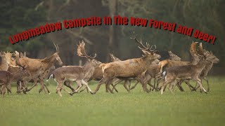 Longmeadow Campsite in the New Forest and Deer!