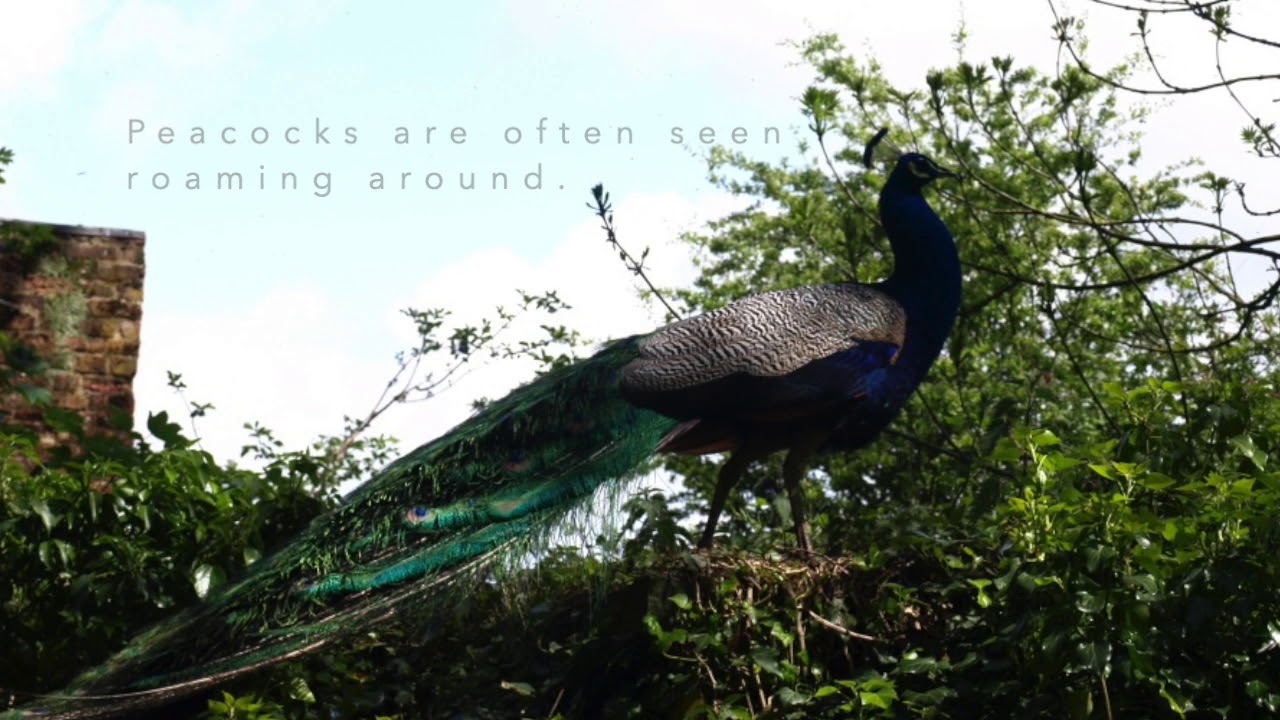 History on Southport Road, Lydiate