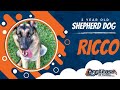2yo GSD 2yo GSD