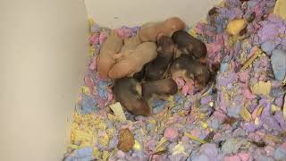 Baby Hamsters 8 days old