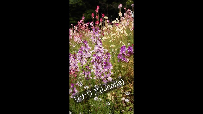 Shorts リナリア Linaria 花言葉が幻想まさにfantasy Youtube Shorts リナリア Linaria 花言葉が幻想まさにfantasy Youtube