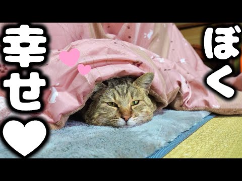 7ヶ月ぶりに思い出のこたつを出したら感動でした…涙【庭に住みついた