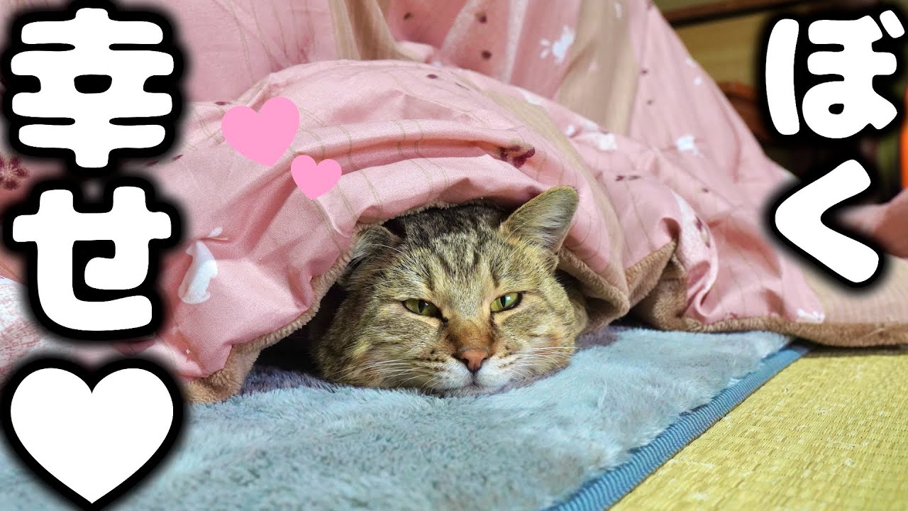 三毛猫♡仲良しひよこ♡コタツ大好き 7ヶ月ぶりに思い出のこたつを出したら感動でした…涙【庭に住みついた