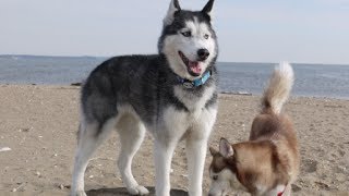 Mishka the Talking Husky Chases Seagulls!