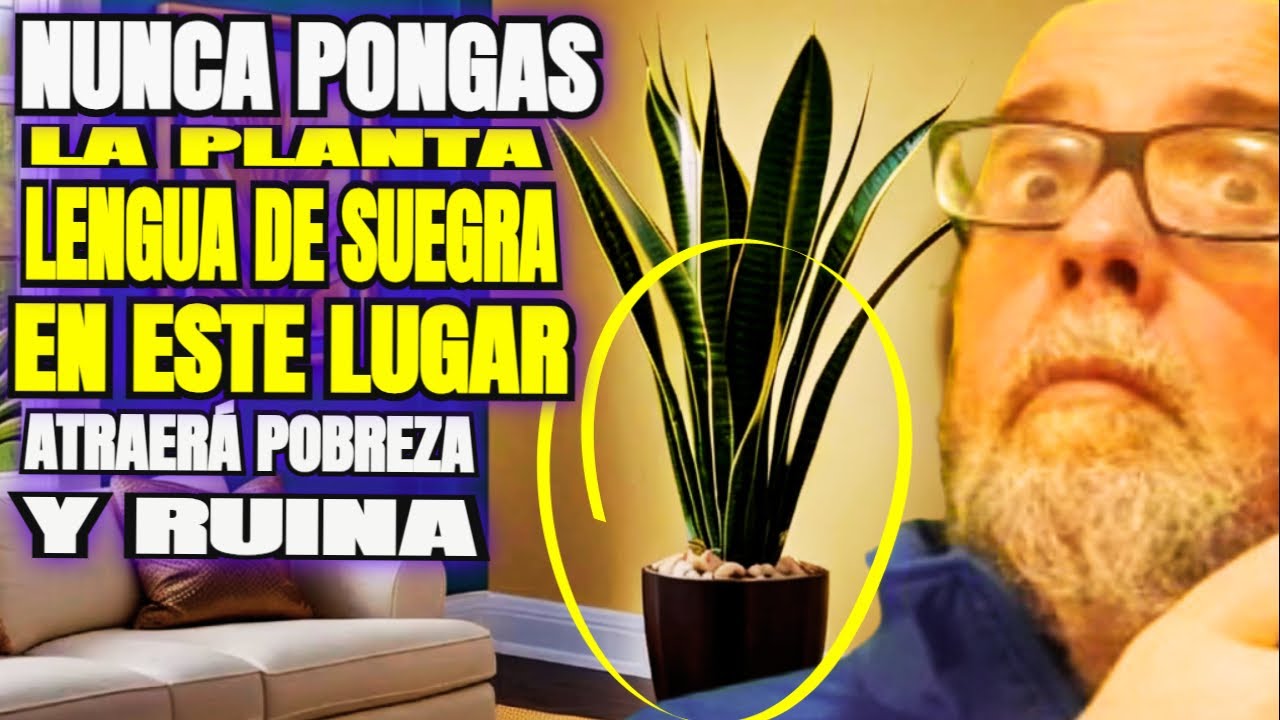 🚫🌱 Lengua de Suegra Ubicaciones Prohibidas que Atraen Pobreza 💔💸