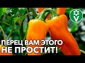 ЭТИ ОШИБКИ УХОДА ЗА ПЕРЦЕМ В АВГУСТЕ ДЕЛАЮТ ПОЧТИ ВСЕ! ВЫ ТОЖЕ?