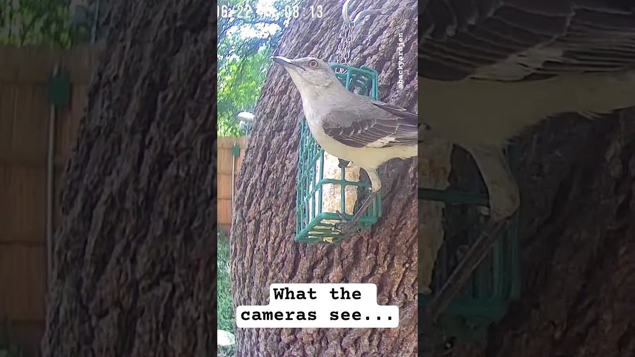 What the people see vs what the 