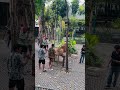 Tiger zoo