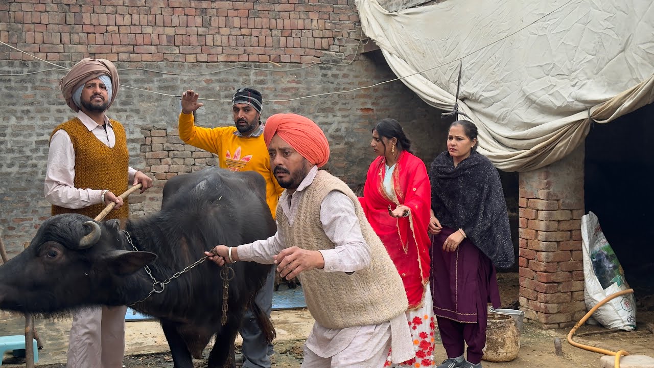 ਲੋਲੁ ਮੱਝ ਚੋਰ • ਹੌਟ ਗਵਾਂਢਣ |Hot Gwadan 95 | New Punjabi Short Movie 2026 |