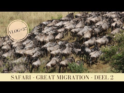 Video: Safari In Afrikaanse Landen Als Actieve Vakantie