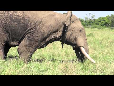 Musth male elephant behavior - Mara Conservancy