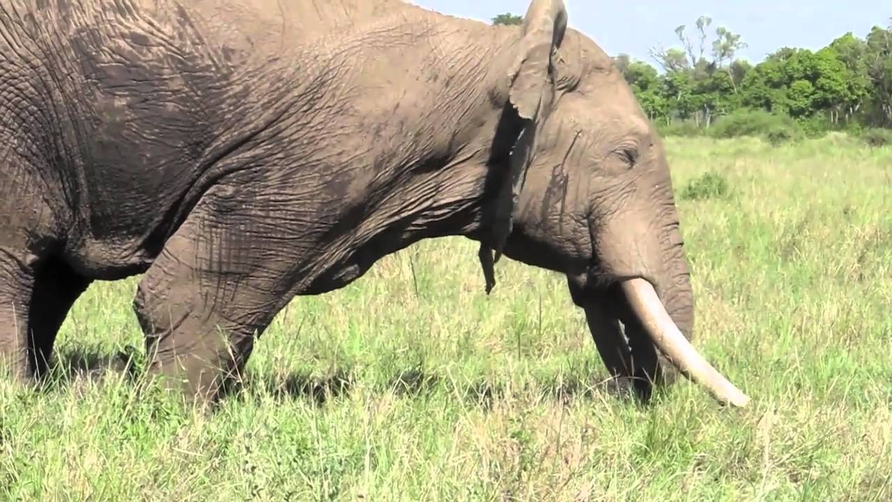 Musth male elephant behavior - Mara Conservancy